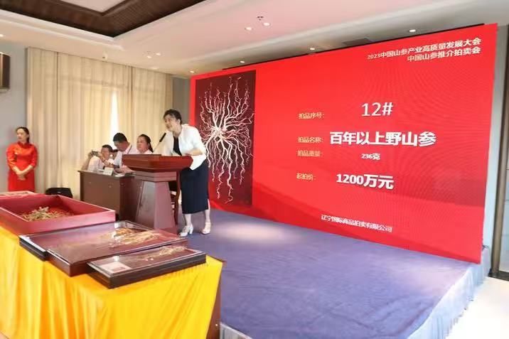 桓仁野山參拍賣(mài)會(huì)再掀收藏?zé)岢保?36 克百年珍品拍出 1800 萬(wàn)元天價(jià)